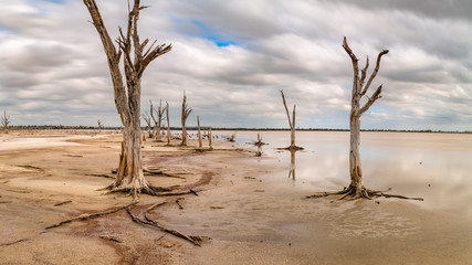 Dead Trees on Shore of Lake Ninan, Western Australia