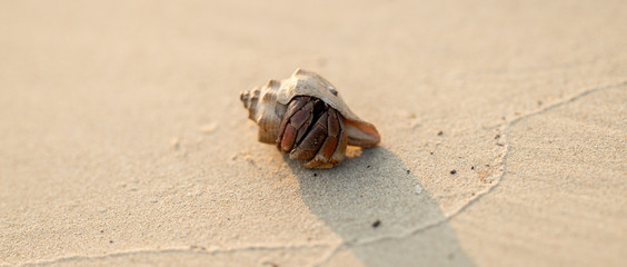 Hermit crab in the sea shell
