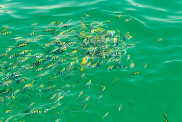 Tiger fish are competing for food