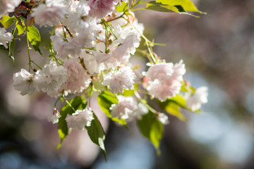 A branch of light pink and white sakura with green leaves in shining sunlight blossoms in spring, macro