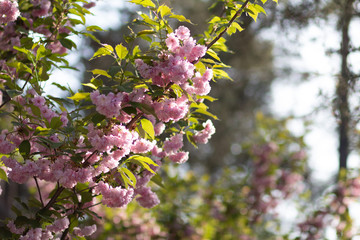 Background: a branch of light pink sakura with green leaves blossoms in spring, backlight of sun and bokeh
