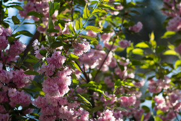 Bright branches of pink sakura, blooming in spring, with green leaves against a blue sky