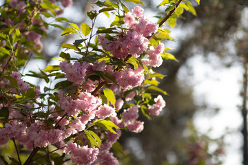 Background: a branch of light pink sakura with green leaves blossoms in spring, backlight of sun and bokeh