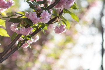 Background: a branch of light pink sakura with green leaves blossoms in spring, backlight of sun and bokeh