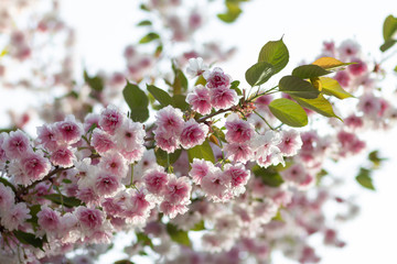 A branch of light pink and white sakura with green leaves blossoms in spring, background