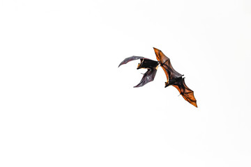 Bats are flying 