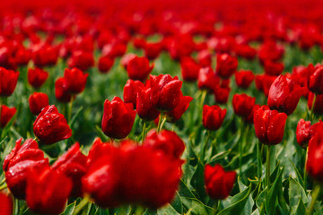 Obraz premium Spring blooming tulip field in Netherlands in spring after rain. Flowers tulips, the symbol of the Netherlands. Colorful tulips. Spring in Netherands