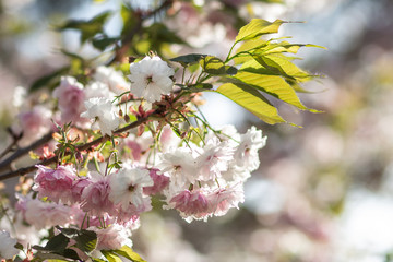 A sunlit branch of delicate blooming sakura with white and soft pink flowers and green leaves in spring, bokeh