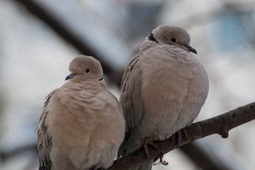 Eurasian collared doves (Streptopelia decaocto) on a branch during a cold winter day