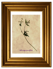 Herbarium of gallant soldier