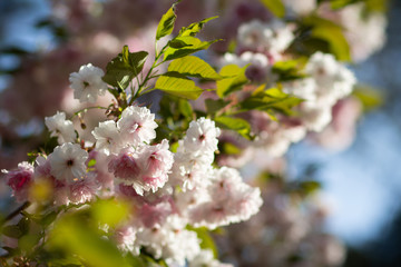 A sunlit branch of delicate blooming sakura with white and soft pink flowers and green leaves in spring, bokeh
