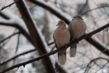 pair of Eurasian collared doves (Streptopelia decaocto) on a cold winter day