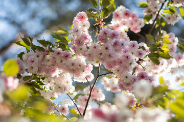 A sunlit branch of delicate blooming sakura with white and soft pink flowers and green leaves in spring, bokeh
