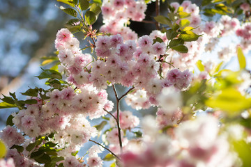 A sunlit branch of delicate blooming sakura with white and soft pink flowers and green leaves in spring, bokeh