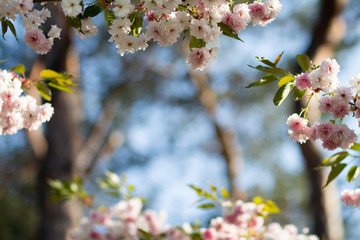 Frame of blooming sakura branches with white and pale pink flowers and green leaves in spring, bokeh background