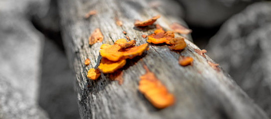 Mushroom or conks in the tree bark