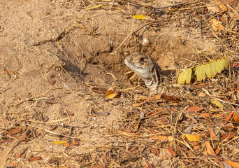 Ground lizards is looking for food in the daytime