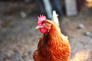 rooster on farm