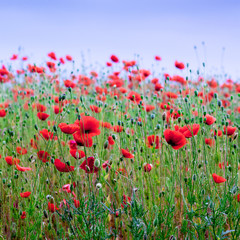 Red poppies in the field. Poppy blossom_