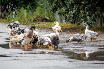 Bathing ducks in the puddle. Ducks on a farm, farm poultry farming_