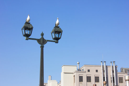 ガス灯 ウミネコ 小樽運河 Stock 写真 Adobe Stock