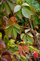 Colorful Leaves Of Virginia creeper