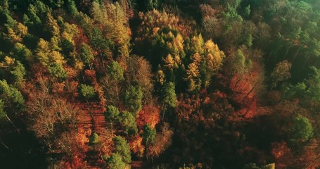 Autumn forest in a top view. Nature, fall seasonal landscape. Sunny weather.