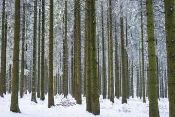 Fototapeta premium Forêt enneigé