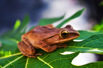 frog on leaf