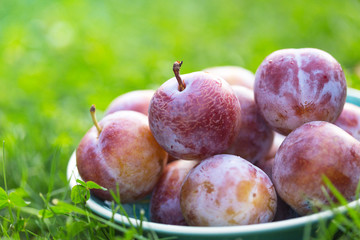 plums in a bowl on green grass
