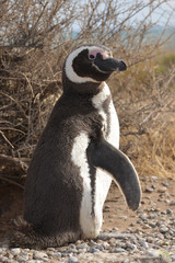  image of a penguin