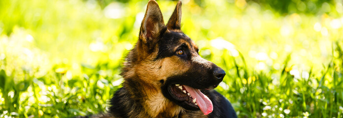 Portrait of german shepherd laying on the green grass