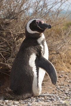  image of a penguin