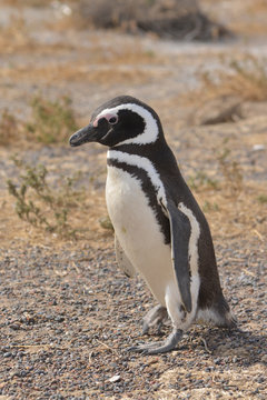  image of a penguin