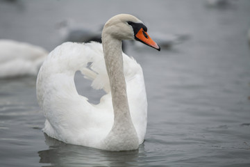  A large water bird with a long, curved neck.
