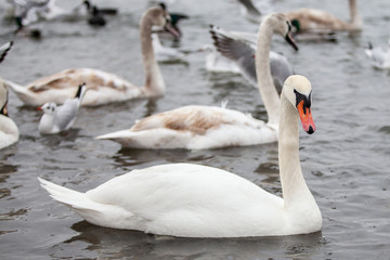  Beautiful white swans. Big birds in the wild.