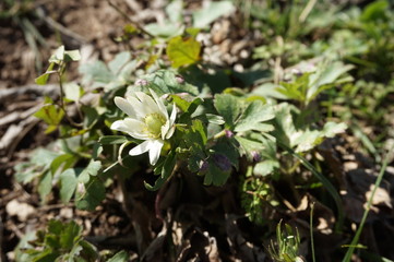 flowers in the garden