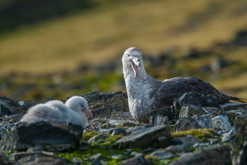 Antartic giant petrel, Hannah Point,Livingston island, South Shetlands , Antártica