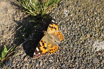Große Fuchs Schmetterling