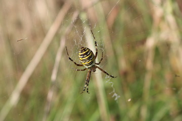 Zebraspinne / Wespenspinne