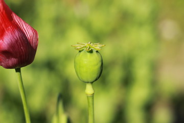 Flowering pink poppies in the garden. Two flowers and many heads of opium poppy. Pink-lilac flowers shot close - up with wide open diaphragm
