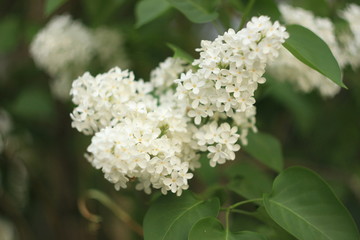 Blossoming common Syringa vulgaris lilacs bush white cultivar. Springtime landscape with bunch of tender flowers. lily-white blooming plants background against blue sky. Sof focus