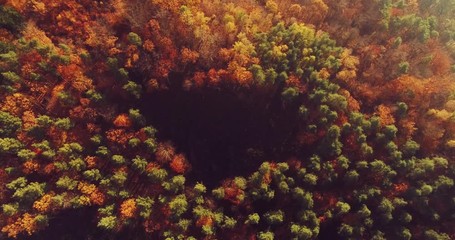 Aerial view of autumn forest. Scenic view of fall woods. Seasonal landscape.