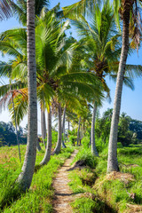 Palm trees with a path in Bali Indonesia
