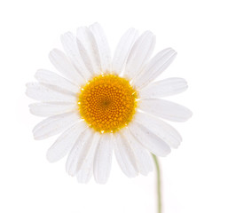 white chamomile with drops of dew isolated on white background