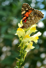 Colorful butterfly on Linaria vulgaris