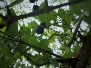 Berry's found in konkan Maharashtra, India