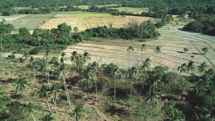 Aerial drone shot of coconut palm trees on beautiful tropical island in sunny summer