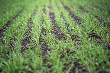 Young wheat seedlings growing in a soil. Agriculture and agronomy theme. Organic food produce on field. Natural background.