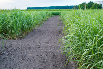 Panicum virgatum, commonly known as switchgrass for Biofuel Prod